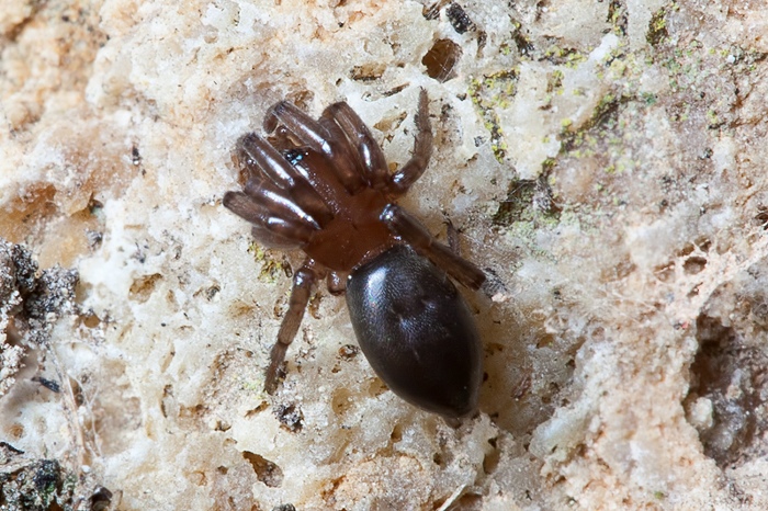 3 Trachyzelotes sp. + 1Mesiotelus tenuissimus